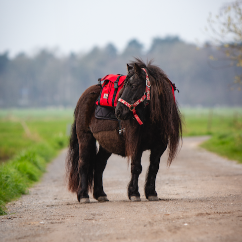 Pony backpack